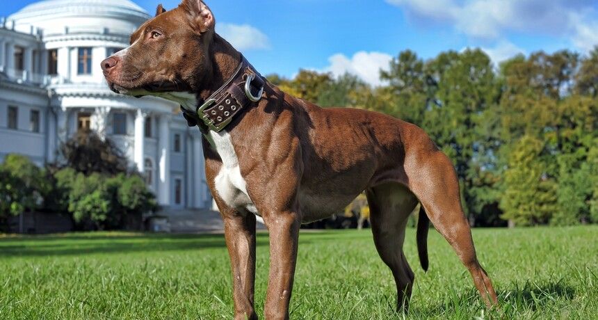Pies – amerykański pit bull terrier