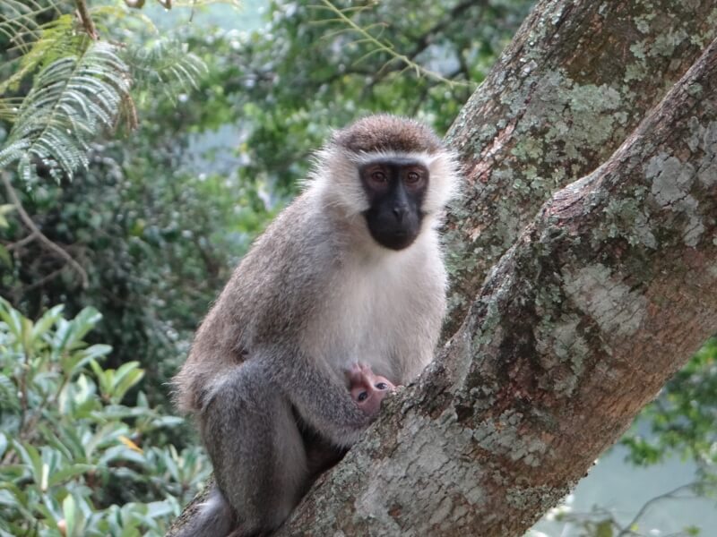 Szlaki w Ugandzie - małpa