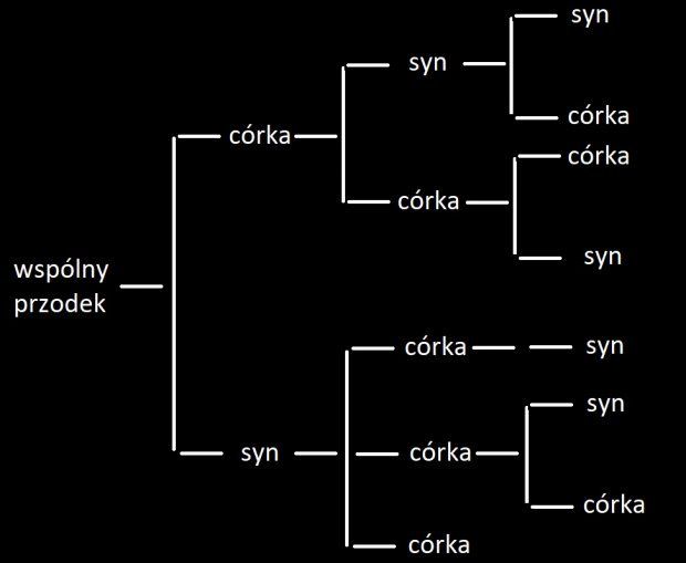 drzewo genealogiczne układ poziomy