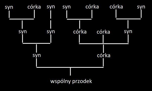 drzewo genealogiczne układ pionowy