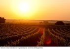 Słoneczne winnice w środkowym Burgenlandzie